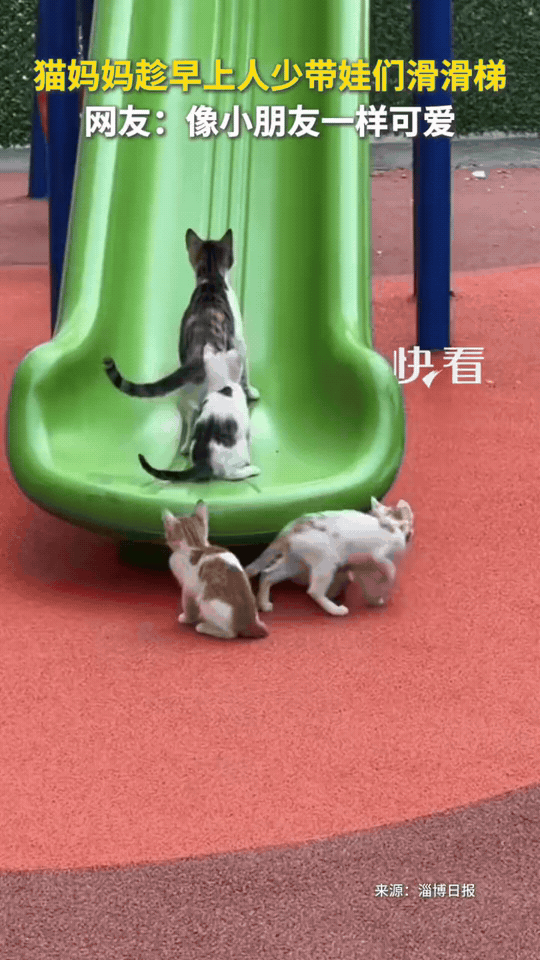 早起承包今日可爱✨猫妈妈专属遛娃模式，带小猫咪们偷偷霸占滑梯，也太治愈