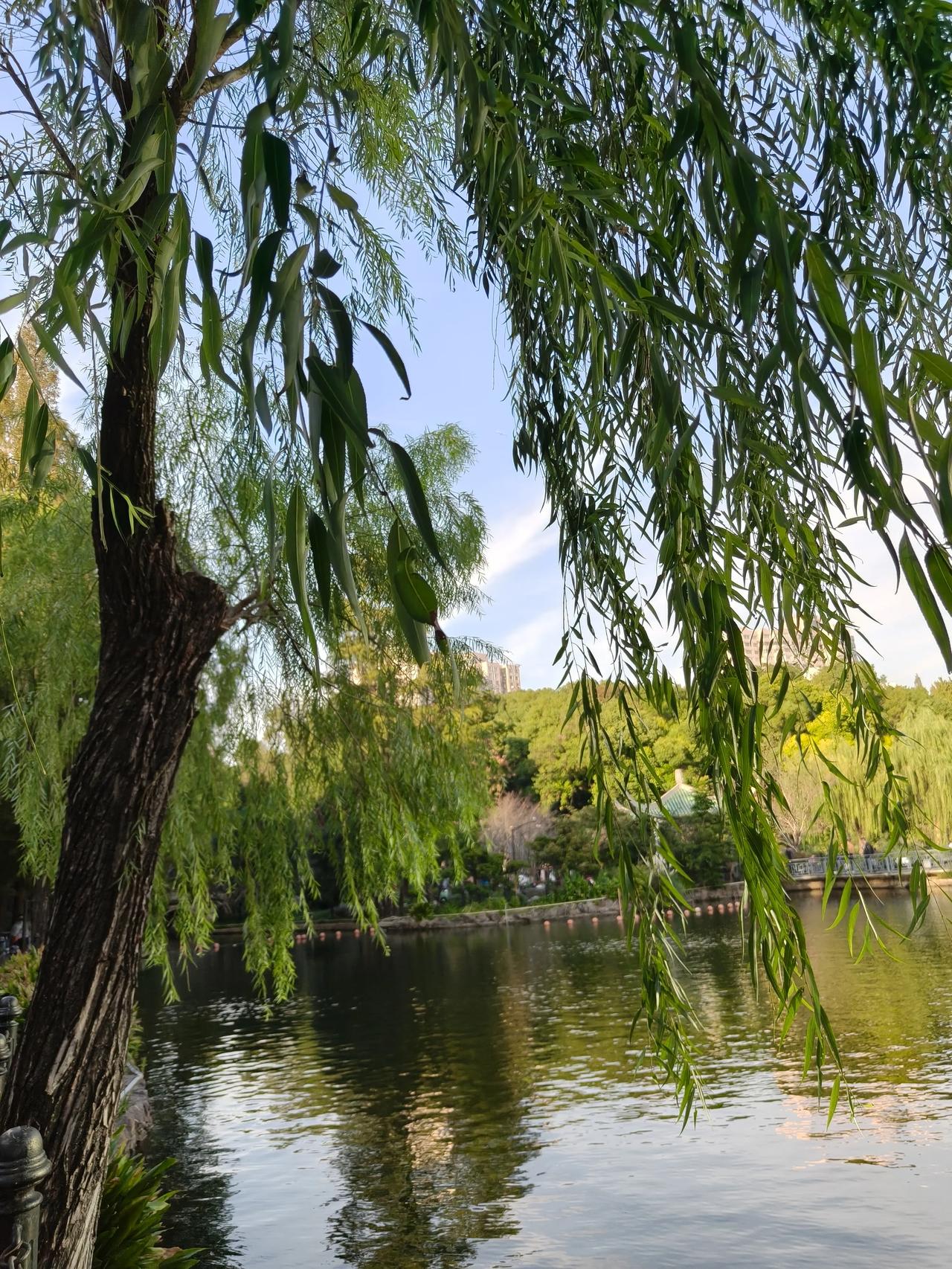 冬日美景随手拍实景图分享！从鲁迅公园到和平公园散步随手拍～🌲🌸🌿?