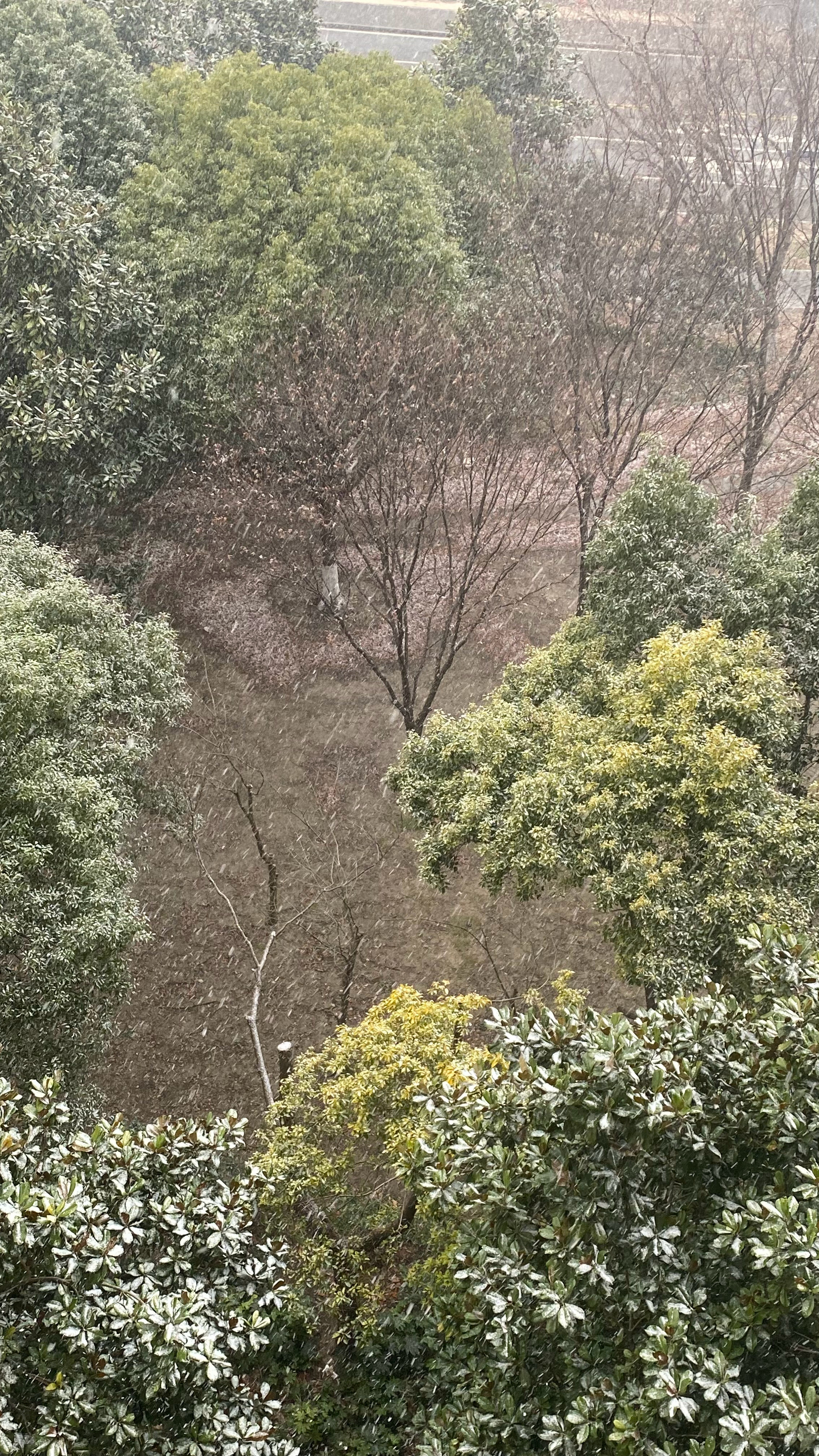 上海下雪了竟然真的下雪了！308_IO大寒