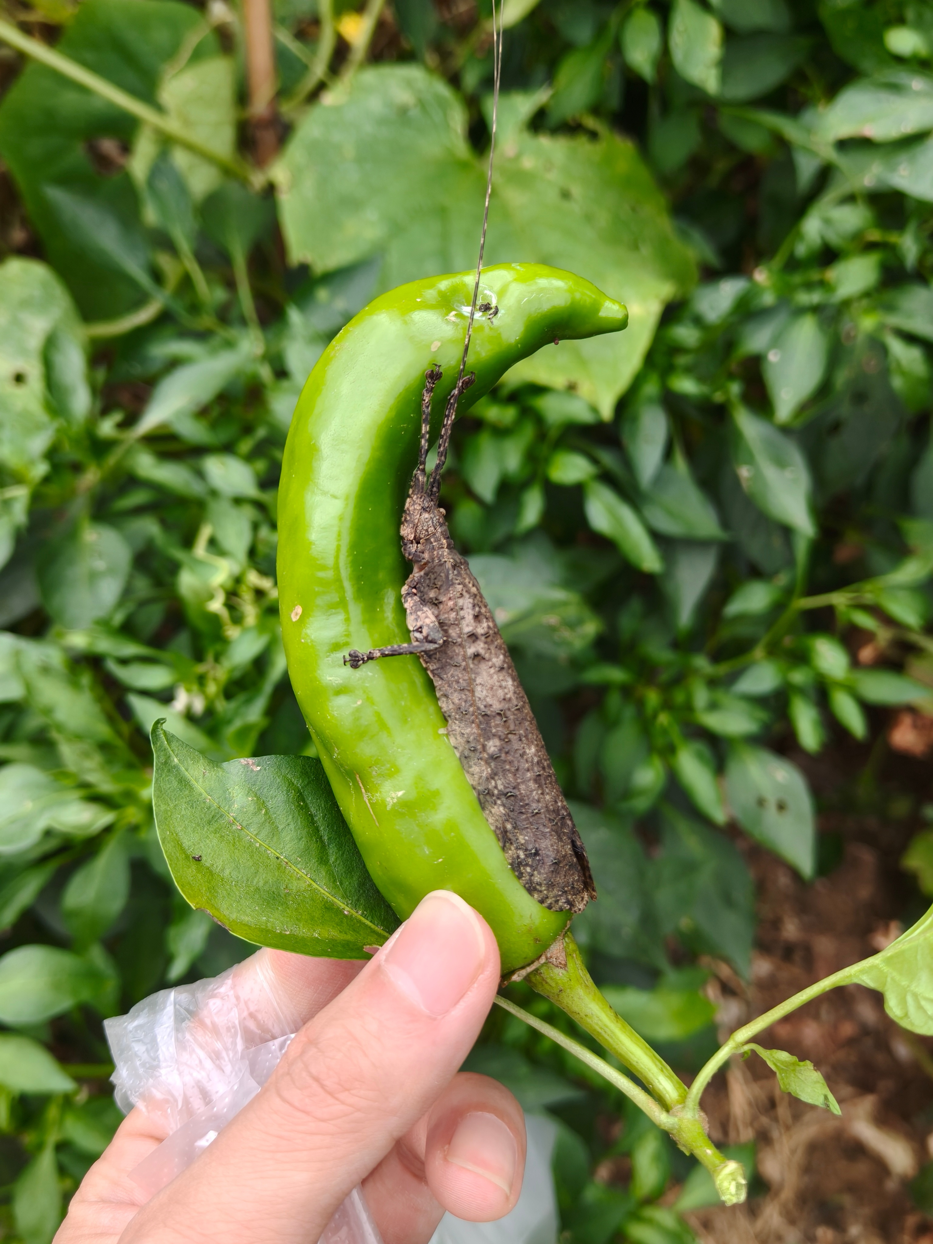 下乡摘辣椒了农家自种小辣椒纯天然绿色有机食品不含任何农药化肥添加剂上面还有益虫认
