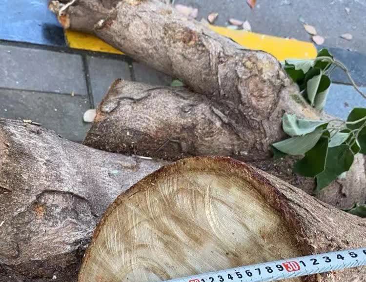 合肥物业界的奥斯卡应该颁给元一柏庄物业。小区内30多棵大树被几乎齐根砍伐，被砍掉