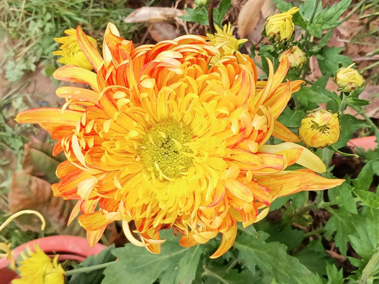 重阳节赏菊秋风萧瑟菊花香，异彩纷呈世无双。不事王侯甘世外，隐逸田园自芬芳。