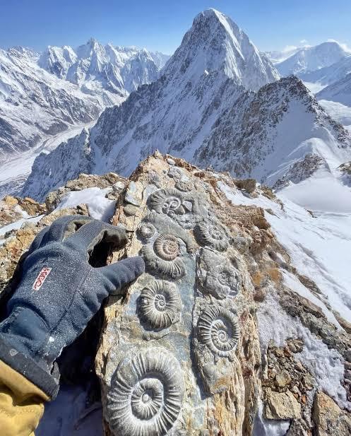 研究人员在珠穆朗玛峰上发现了海洋生物化石，这证实了地球最高点曾经位于海底。