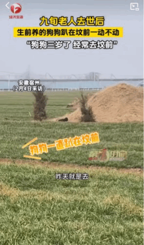 “万物皆有灵”。安徽宿州一九旬老人去世后，留下了一只养了三年多的狗。老人去世一年