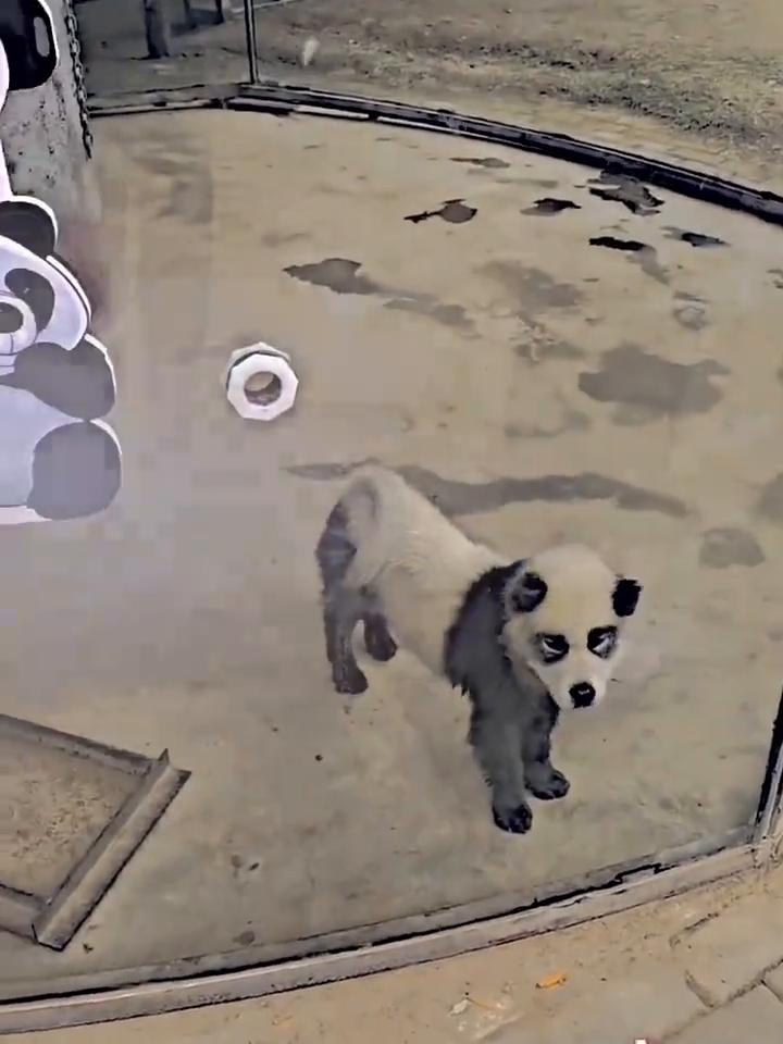 动物园的狼，上面写的是草原狼，然后狗叫。繁殖方式：繁殖期通常在1-4月之间，大约