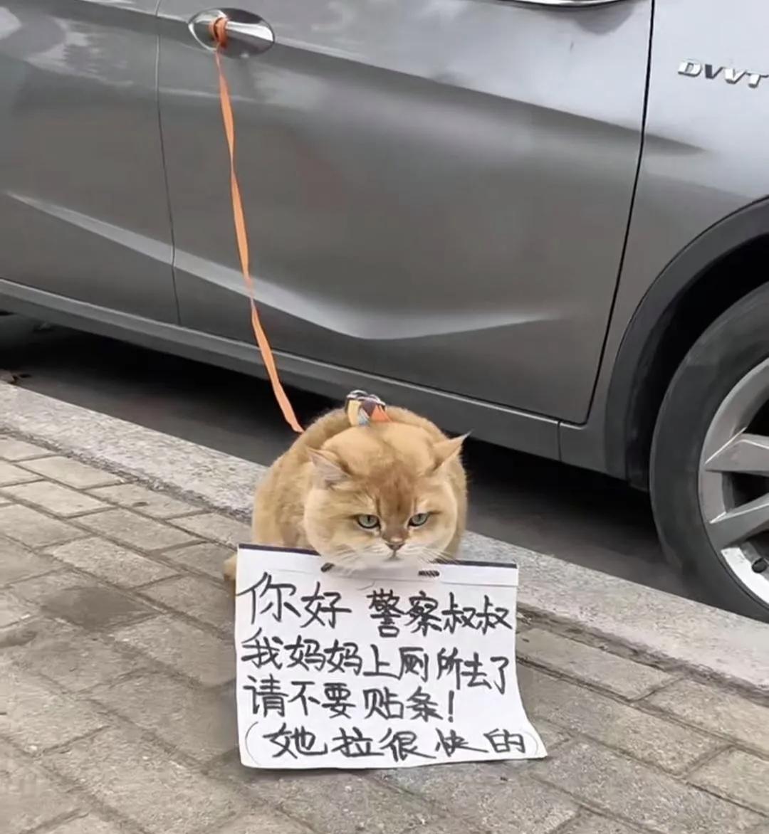 🐱猫：“你好警察叔叔，我妈妈上厕所去了，请不要贴条！她拉很快的！”👮