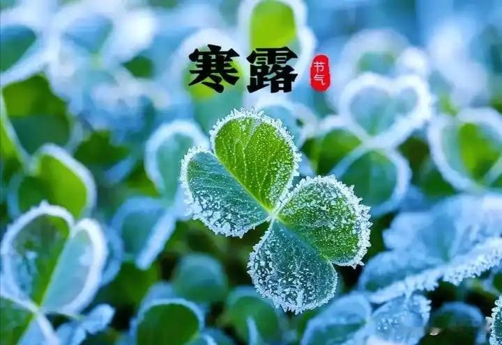 “早寒露冻死牛，晚寒露暖烘烘”，今年寒露是早是晚？秋分刚过没多久，草叶上的