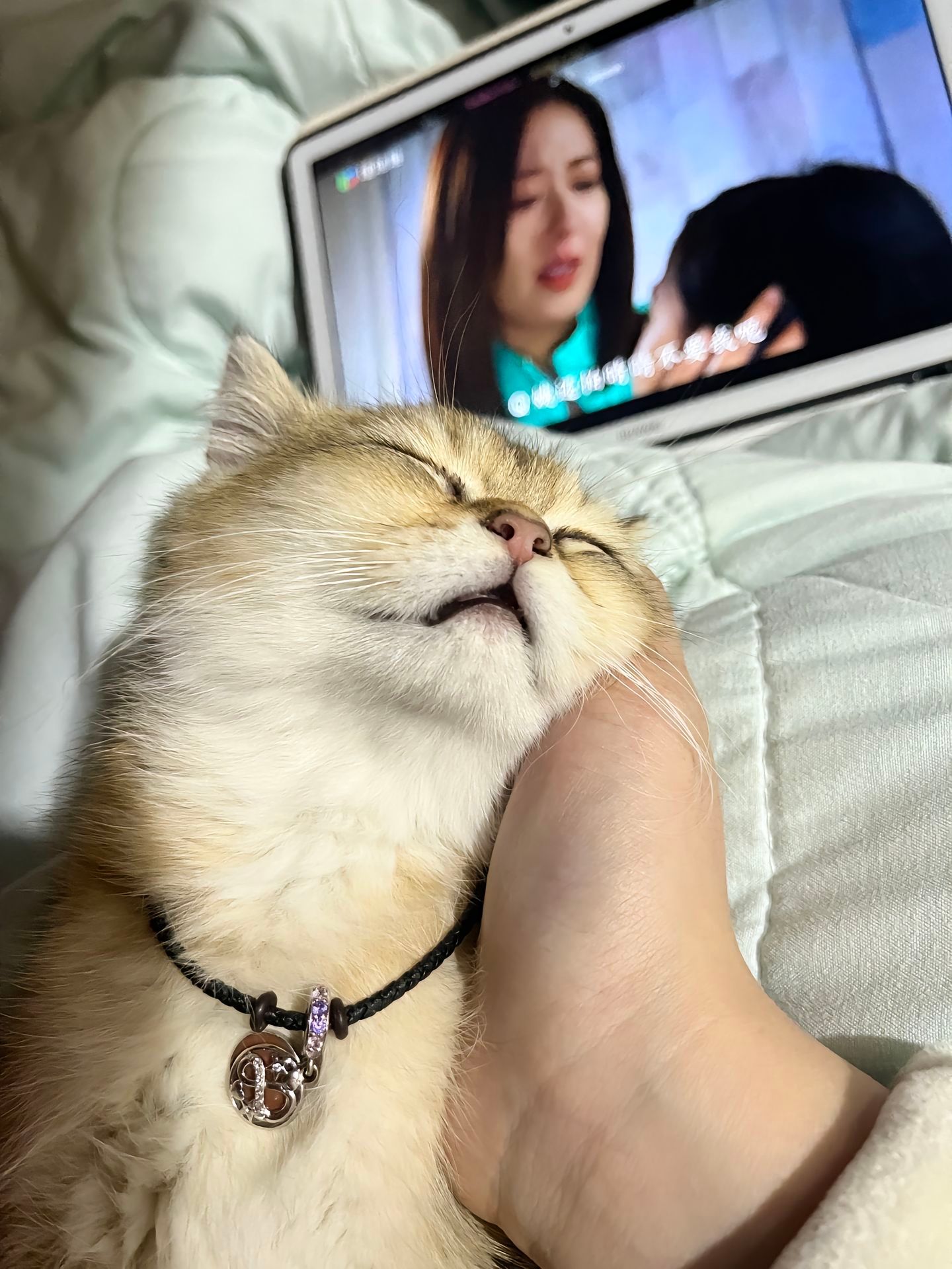 这小猫谁养谁不迷糊啊cr：dy/摩卡mocha