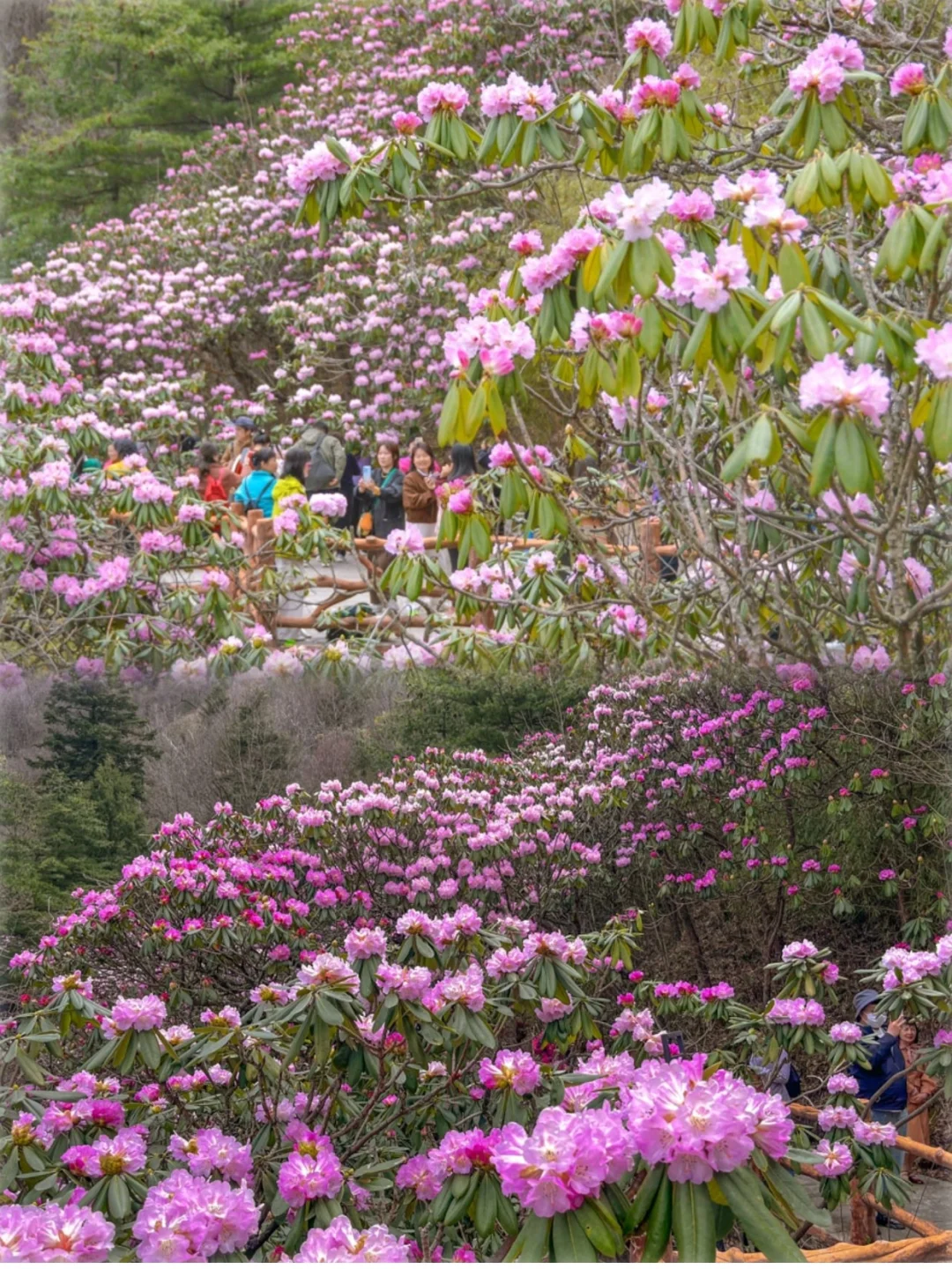 西安3h直达❗️西北第一杜鹃花海，美到犯规