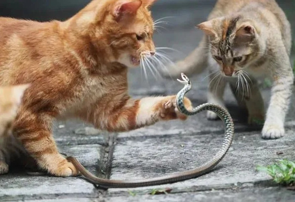 猫，竟成了小区“守护神”！
