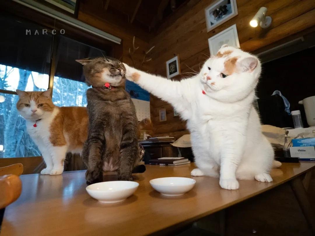 被揍小猫一口吃掉恶霸橘猫的耳朵..cr：marco77774