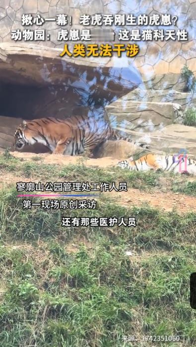 “活久见！”9月24日，云南曲靖，动物园内一老虎吃掉了自己刚出生的幼崽，工作人员