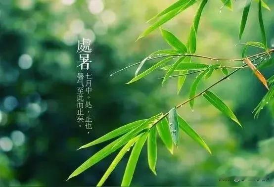 明日处暑，今年冬天会把人冻哭？看看谚语怎么说大家好，明天就要迎来处暑节气。