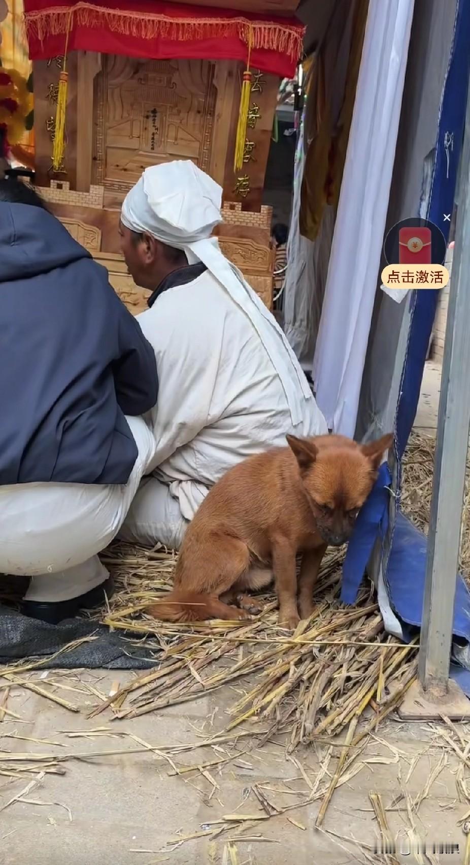 狗狗或许不懂得离别的含义，只知道再也看见主人，跟着他的家人一起悲伤流泪。狗狗