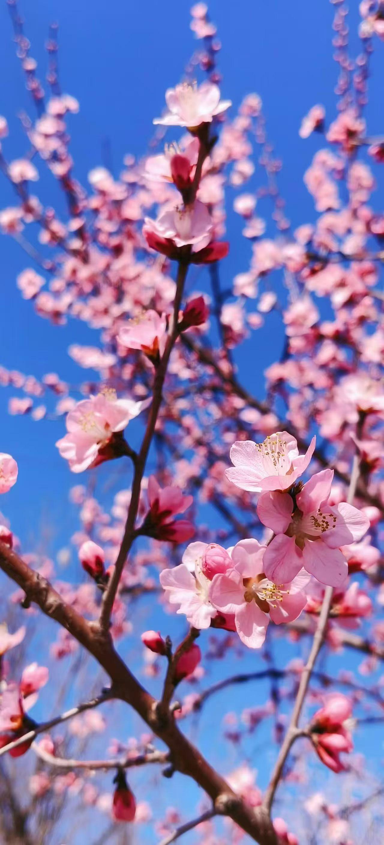 桃花最“粘人”，花朵贴着树枝长，没长叶子先开花；杏花像涂了腮红，花萼反折，看着有