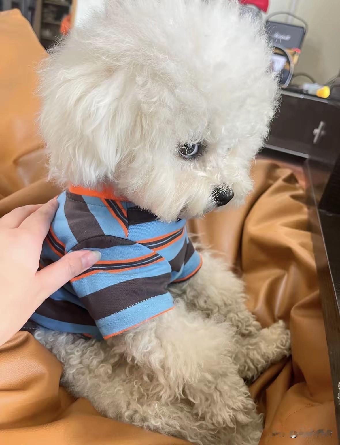 这只比熊乱撒尿被骂后开始不理人了，怎么哄都没用。这比熊啥都好就是学不会到洗手间大