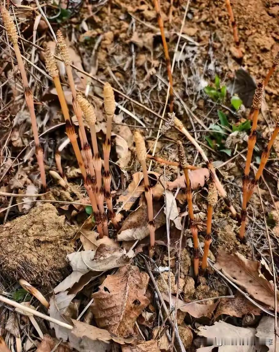 8岁娃一句话，差点让一座山成了网红打卡地。这事儿发生在辽宁大连庄河市。4