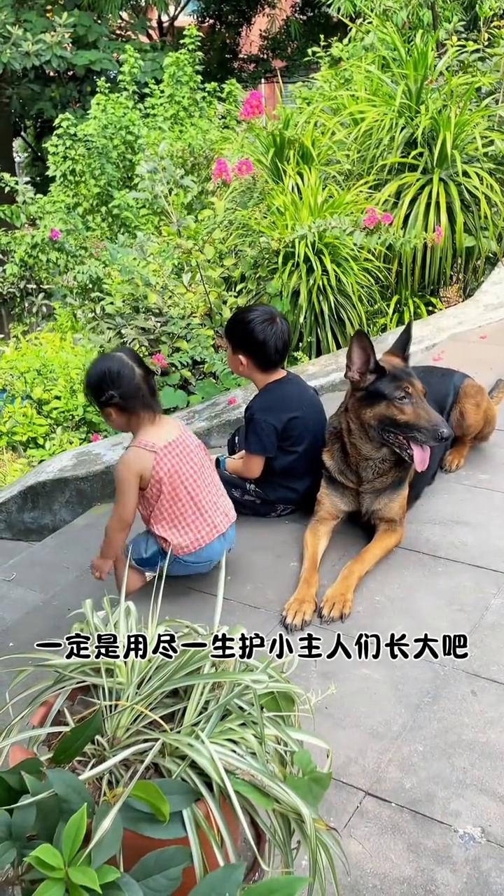 如果狗狗有使命，那么这只狗狗的使命一定是用尽一生护小主人们长大。一场为期8年的奔