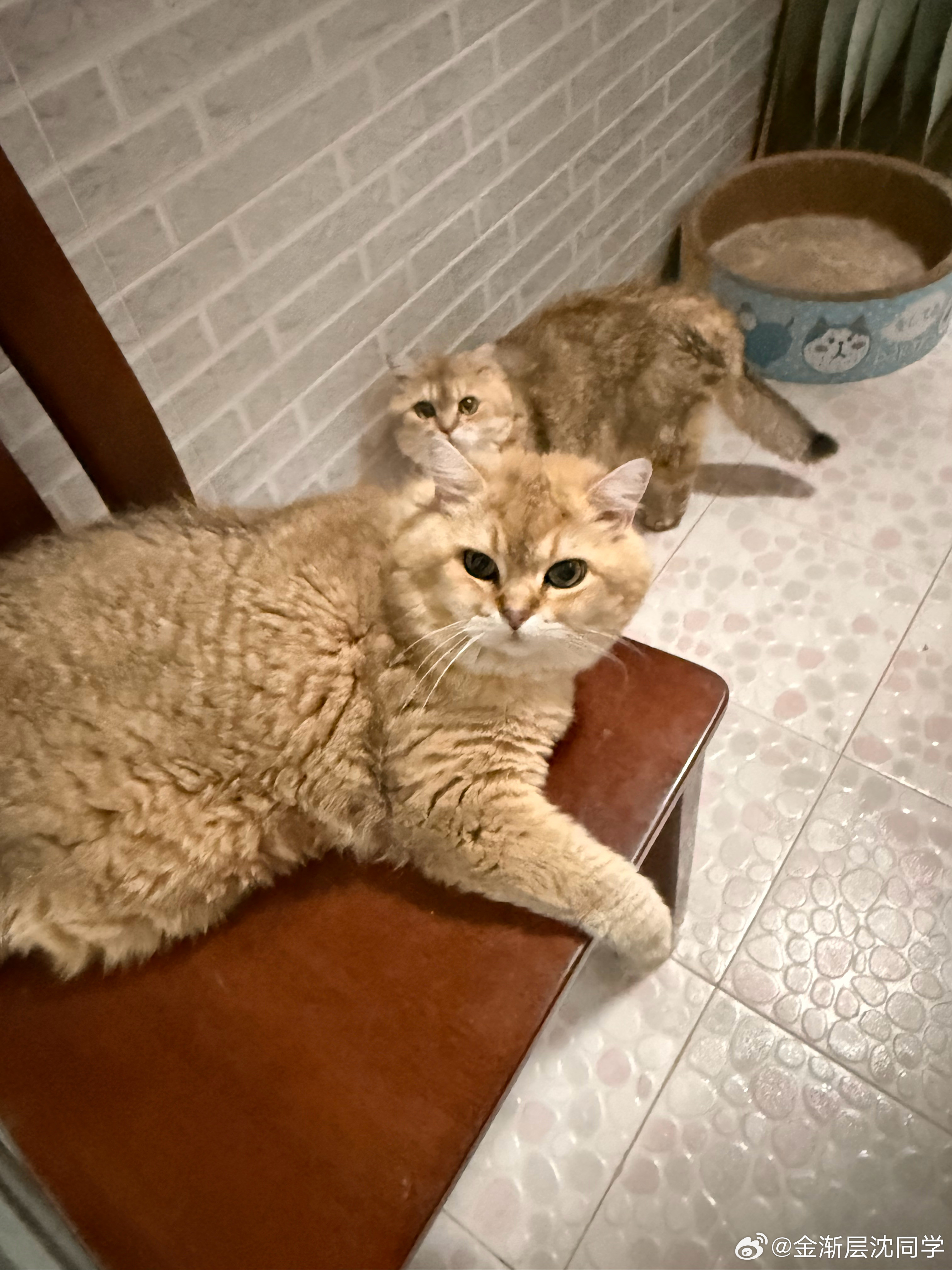 阳台CP锁死萌宠猫咪
