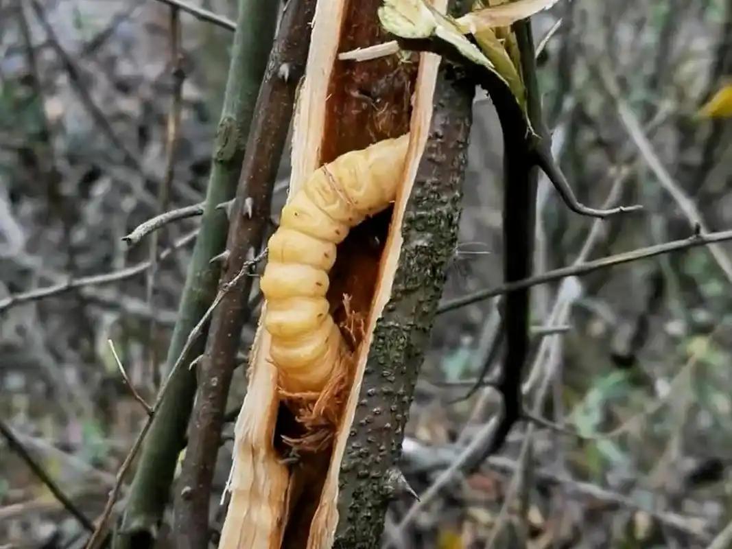 有一种“鸟不踏刺虫”，只有拇指大小，但古人却愿意用一斗米去换一条虫，如今一条甚至