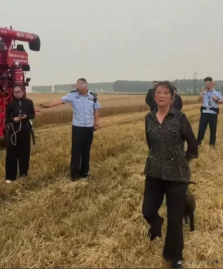 同为麦客，在河南、湖北境遇怎么就差别那么大呢？暴雨将近，河南麦客丢下襁褓中的