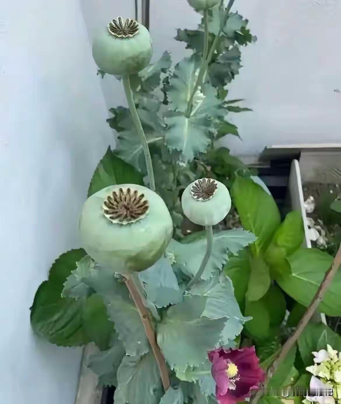 好像是两株，建议种的人赶紧把它拔掉扔了。