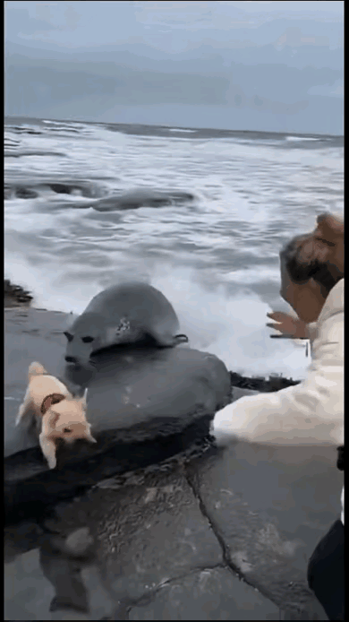 海豹原来这么凶残，看来看东西不能只看表面啊。