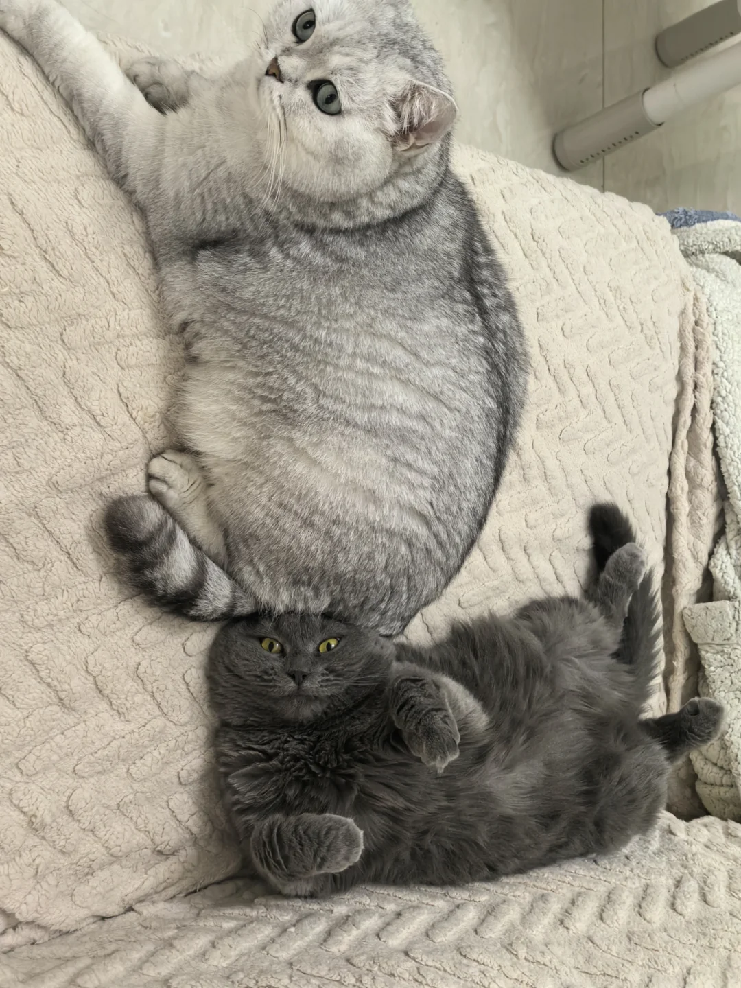 这么癫的猫到底谁在养啊？