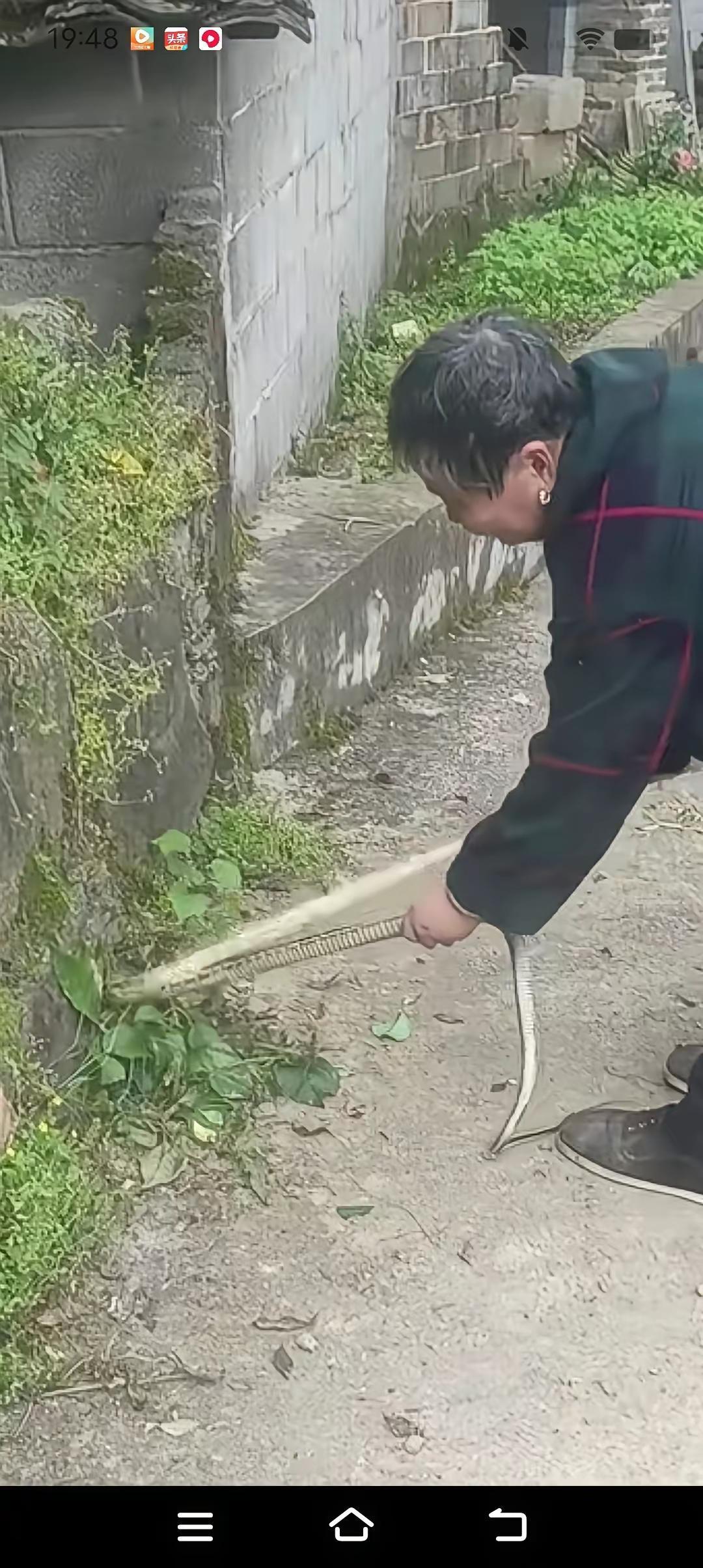 隔壁邻居牛大娘真，太牛，还最牛昨干下午她发一条菜花棒（蛇，在我们四川内江，有喊