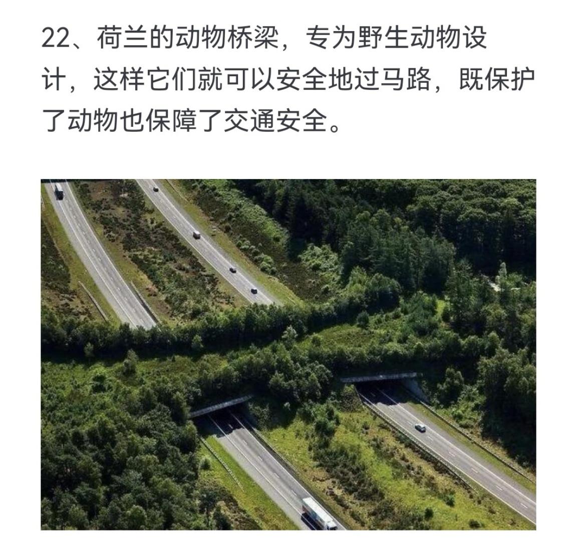 荷兰的动物桥梁，专为野生动物设计，这样它们就可以安全地过马路，既保护了...