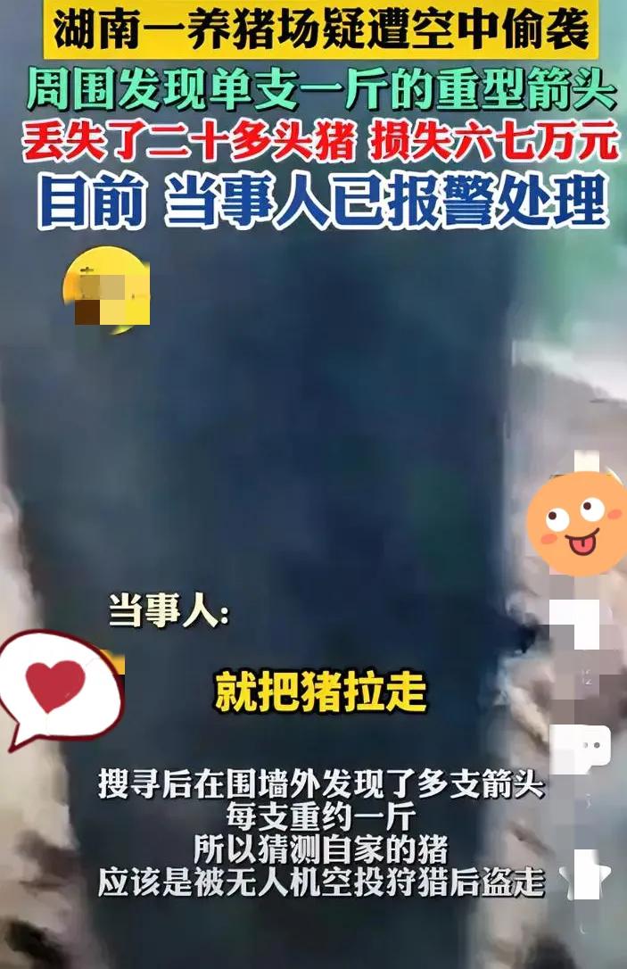 养猪场丢20多头猪！现场发现1斤重箭头，这“空中偷袭”也太离谱了湖南这家养