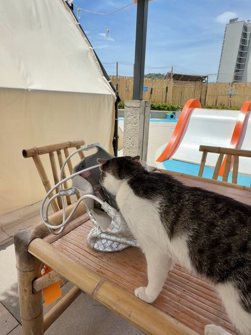 我只要一喊来姐姐这里，甭管认识不认识的猫猫狗狗都来了，甚至没有边界感的直接翻包