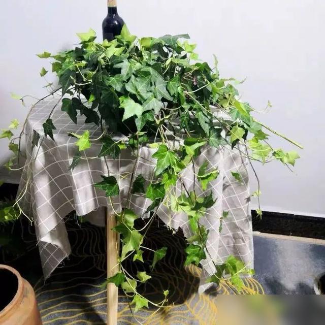 太懂老人心了！最近老刷到网友问给爸妈选啥花，其实老人养花哪要贵的？要的是好养还“