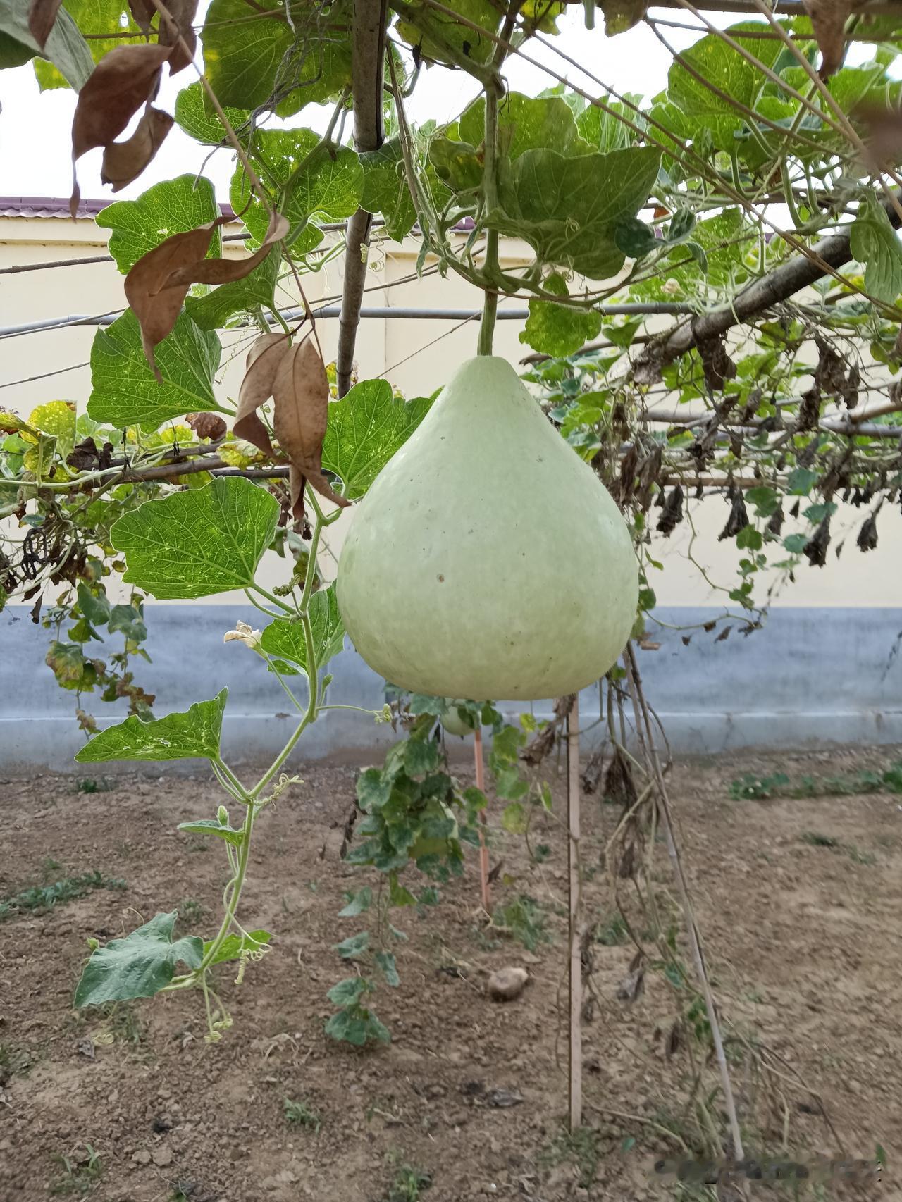 炒菜万能公式是什么一个是素菜，一个是肉菜。​1.素菜万能公式：热锅凉油