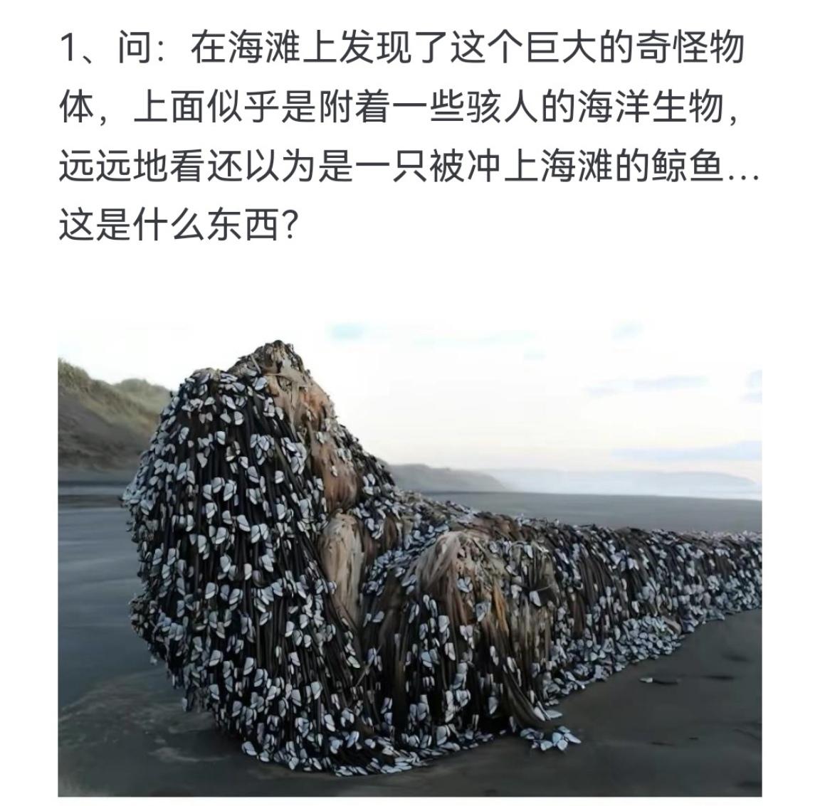 问：在海滩上发现了这个巨大的奇怪物体，上面似乎是附着一些骇人的海洋生物...