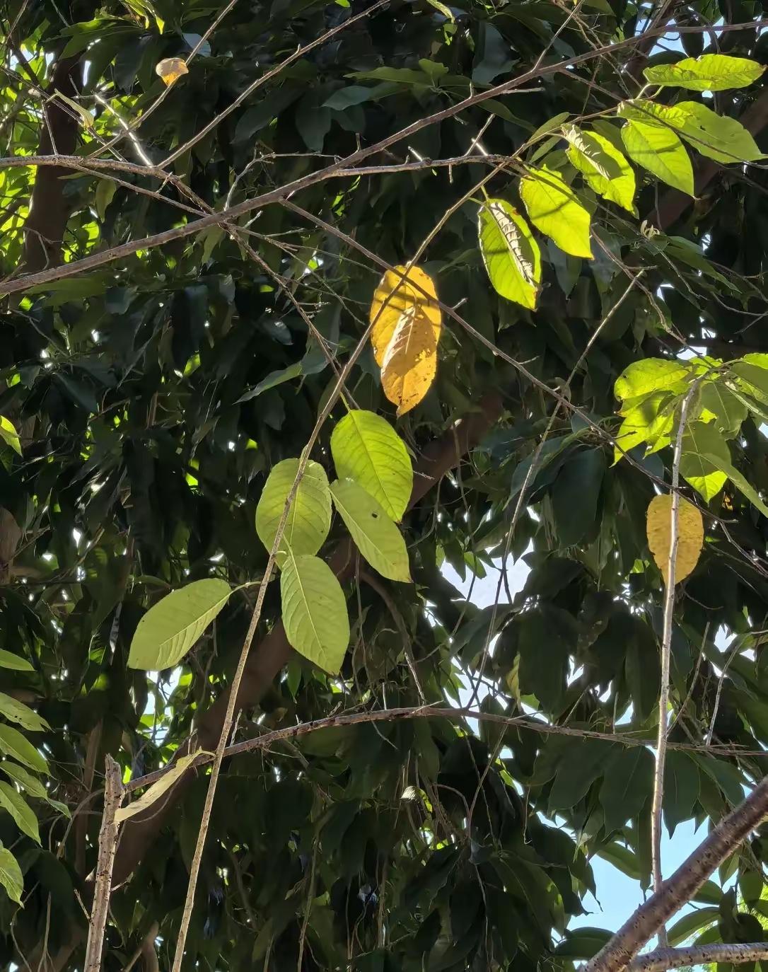 儿子让我们来深圳带孩子，却不让住在家里，非要在同小区另外租一套房。白天带孩子，晚