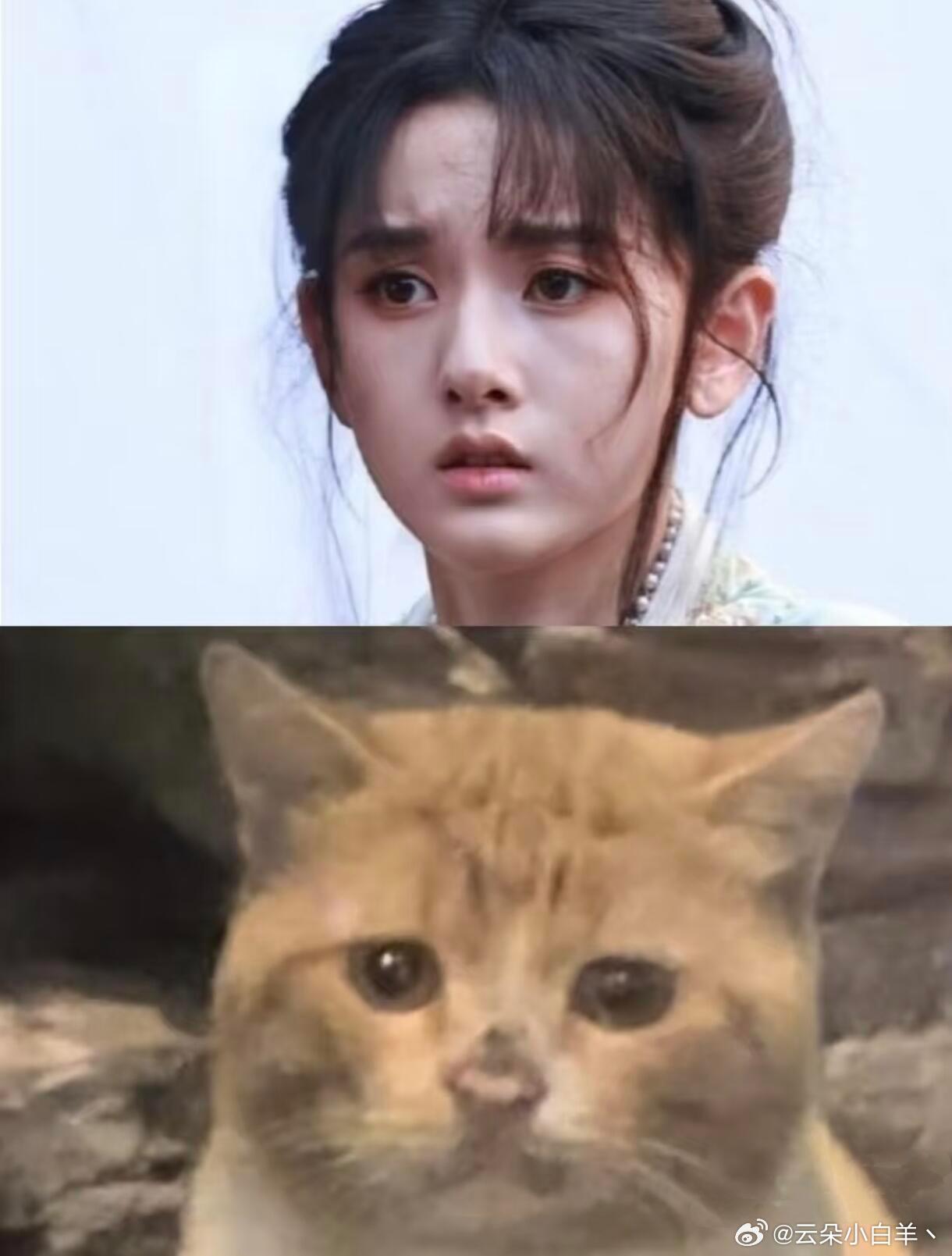 宋祖儿建设猫塑中·宋祖儿|||太可爱啦宋祖儿猫塑吴蒖蒖