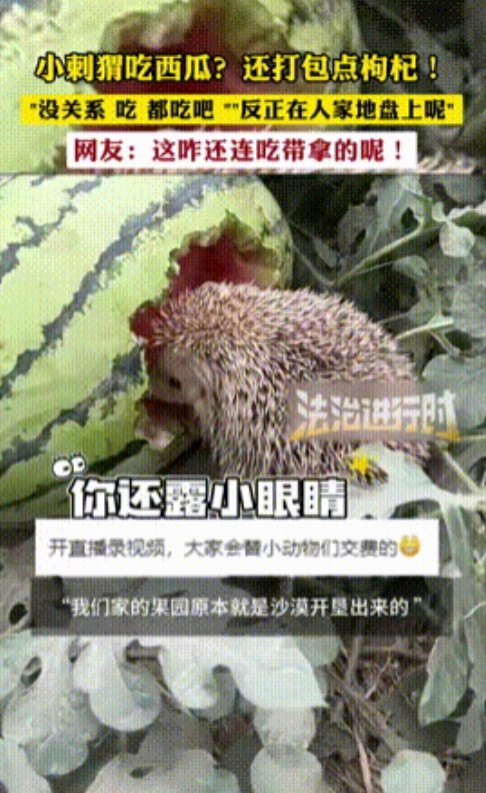 就该她发财！”新疆，女子抓到偷吃西瓜的小刺猬，结果却说吃就吃吧，毕竟是在“人家地