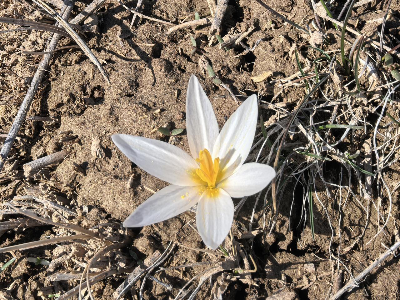 伊犁追花攻略：我本职从事旅行接待工作，热爱大自然，因而熟知伊犁的花期时间与分布