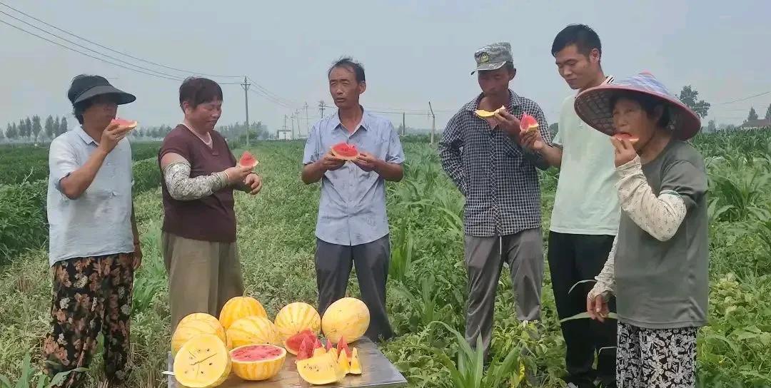 许昌市的这个村子里长出了黄金西瓜。开始看到黄金西瓜的图片，我以为是许昌市建安