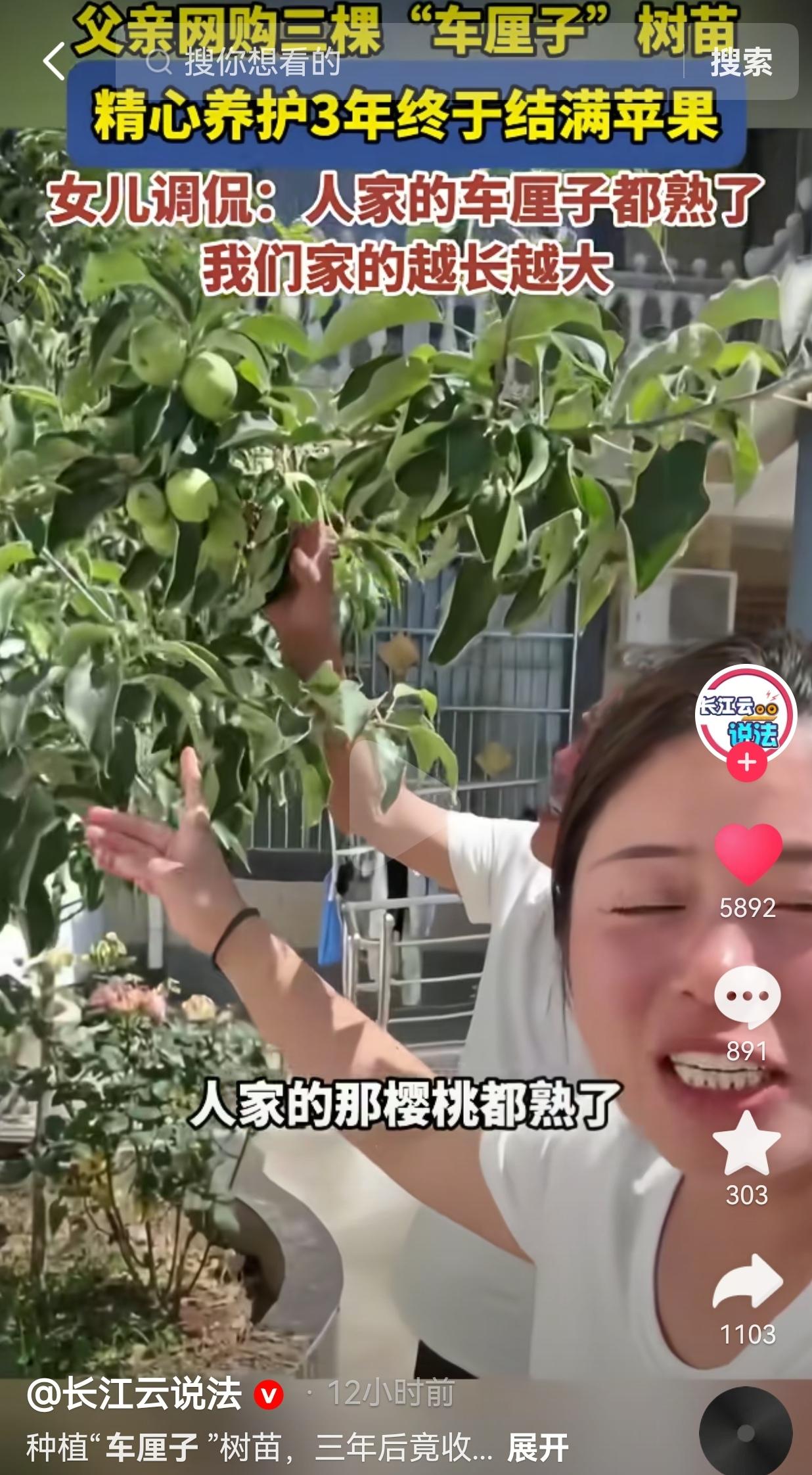 老爸花几十块网购3棵车厘子树苗，精心伺候3年，结果满树结苹果，一家人又好气又好笑