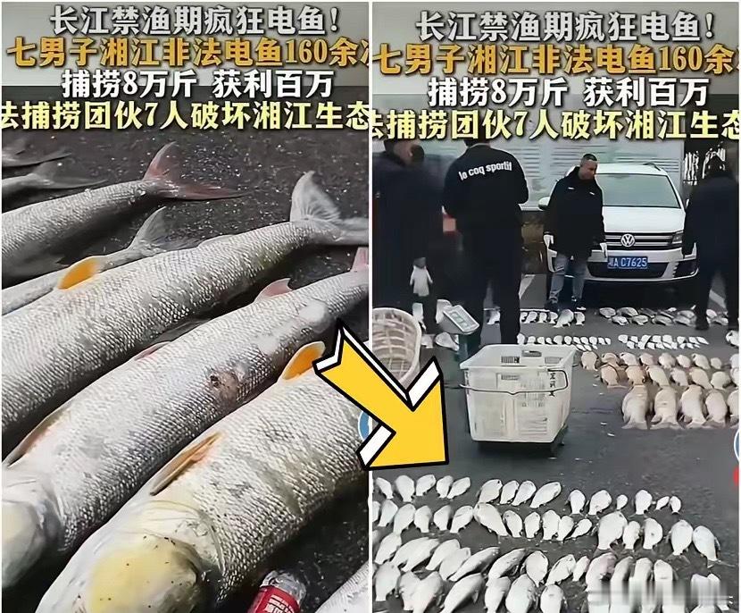 七个人夜里开着改装小船，把高压电杆伸进湘江，一通电下去鱼成片翻肚，两年捞了八万斤