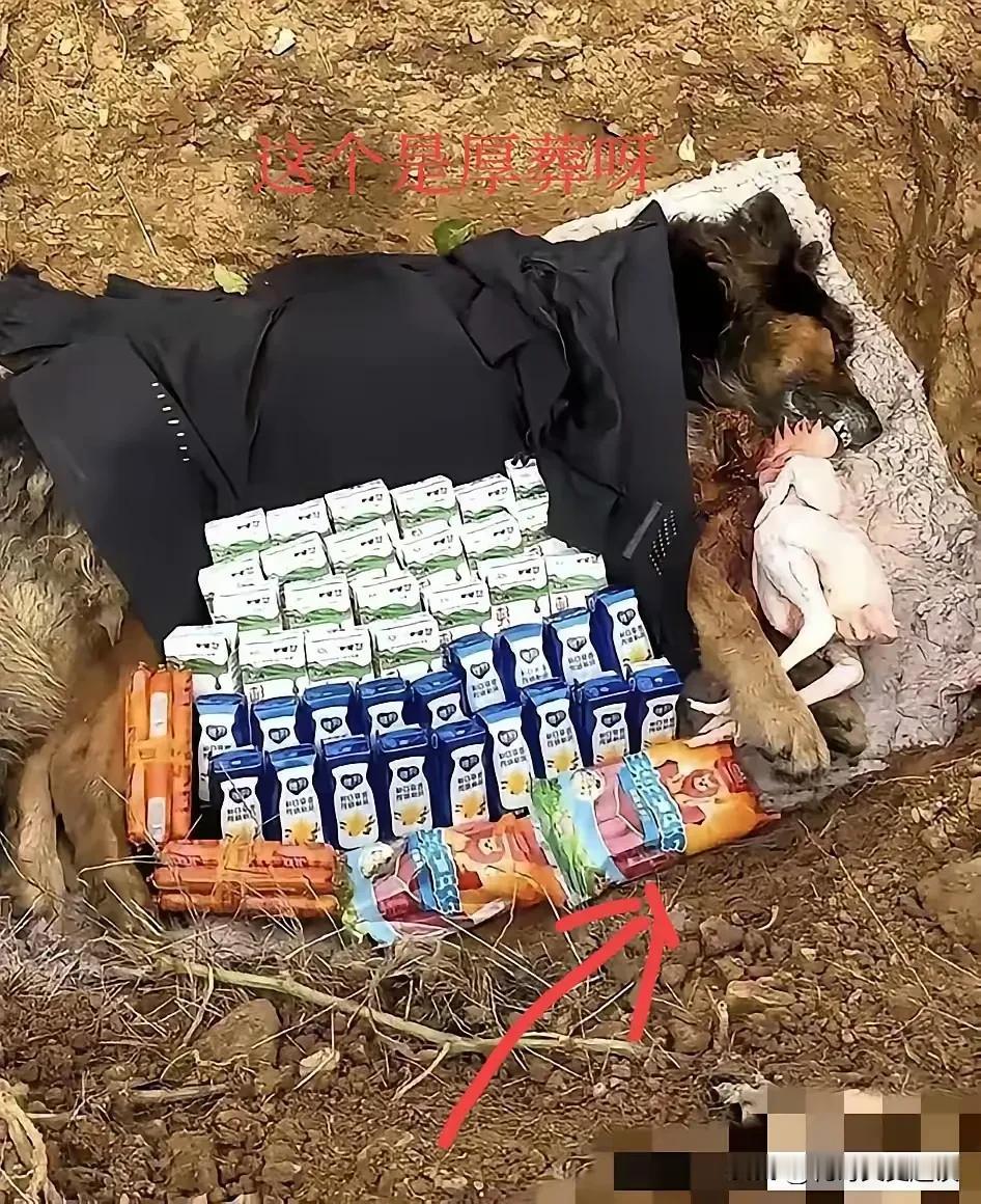 狗主人是真的疼爱自己的狗狗。养了十多年的狗狗走了，主人心疼的不行，清假几天专门给