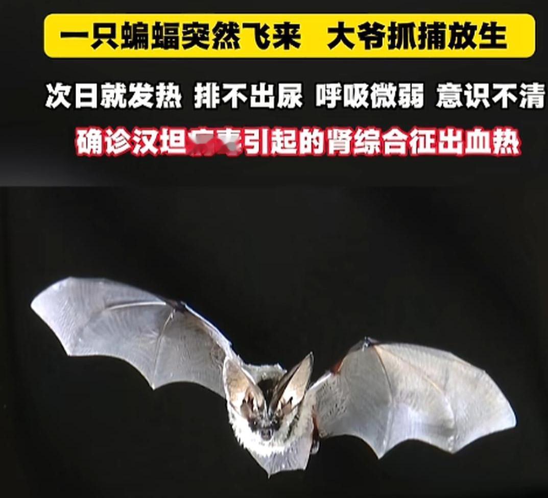 悲剧还是发生了！”近日，安徽巢湖，一位大爷发现家中进了只蝙蝠，他伸手就去抓，可蝙