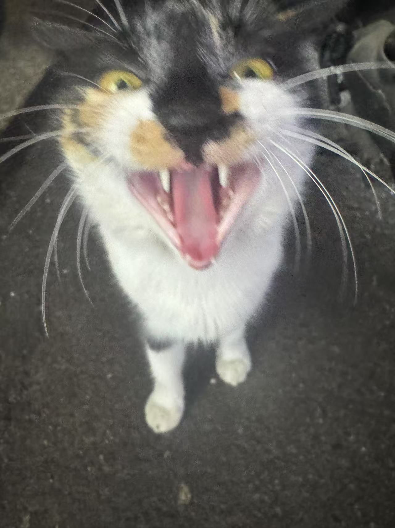 玳瑁赖皮猫​​​