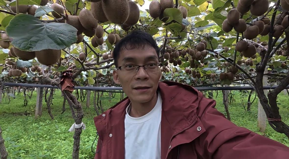 唐尚珺陕西直播助农第四天猕猴桃售超4000单，今天5号是唐尚珺与周周学姐直播助农