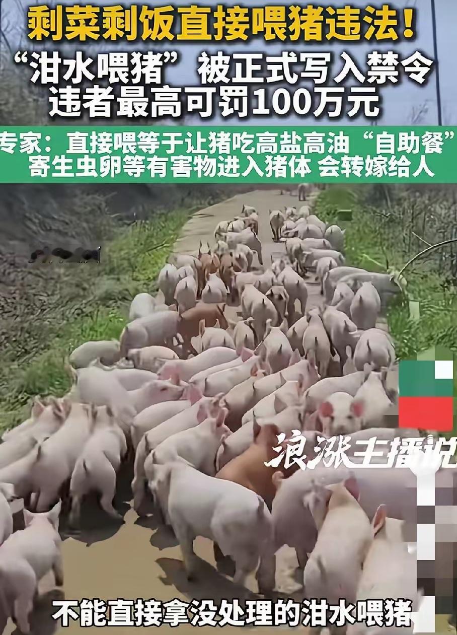 喂猪不准用泔水不是你理解的那样！其实这个出发点是好的为了大家的身体健康，何况又不