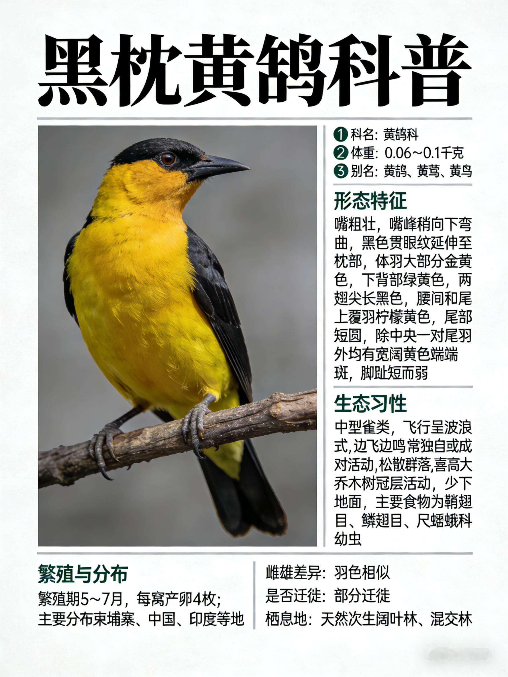 鸟类朋友图鉴黑枕黄鹂科名：黄鹂科体重：0.06～0.1千克别名：黄鹂、黄莺、黄