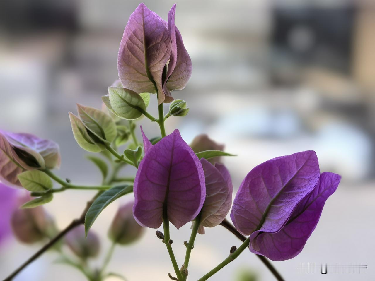 三角梅需要掉尽每一片叶子，才开始萌发新的花朵。