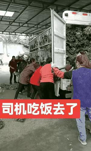 领鸡蛋还会排队呢？